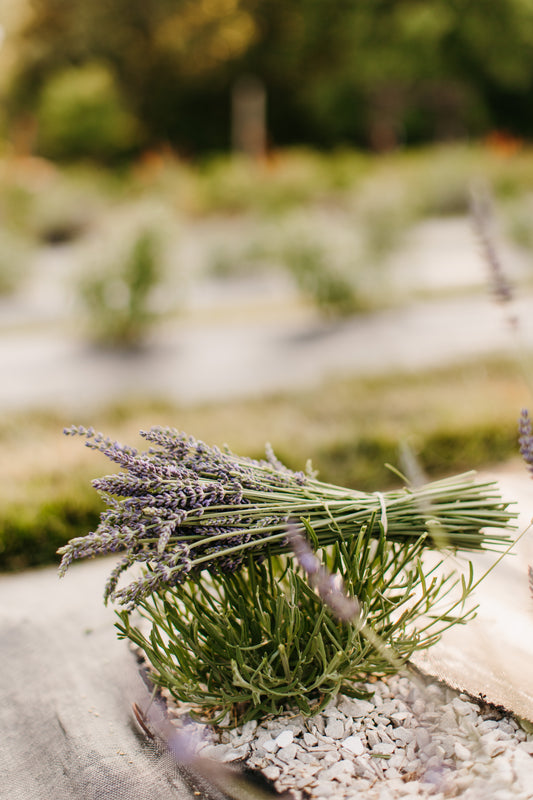 Lavender Growing 101 with Tracy Smith Saturday, May 18th