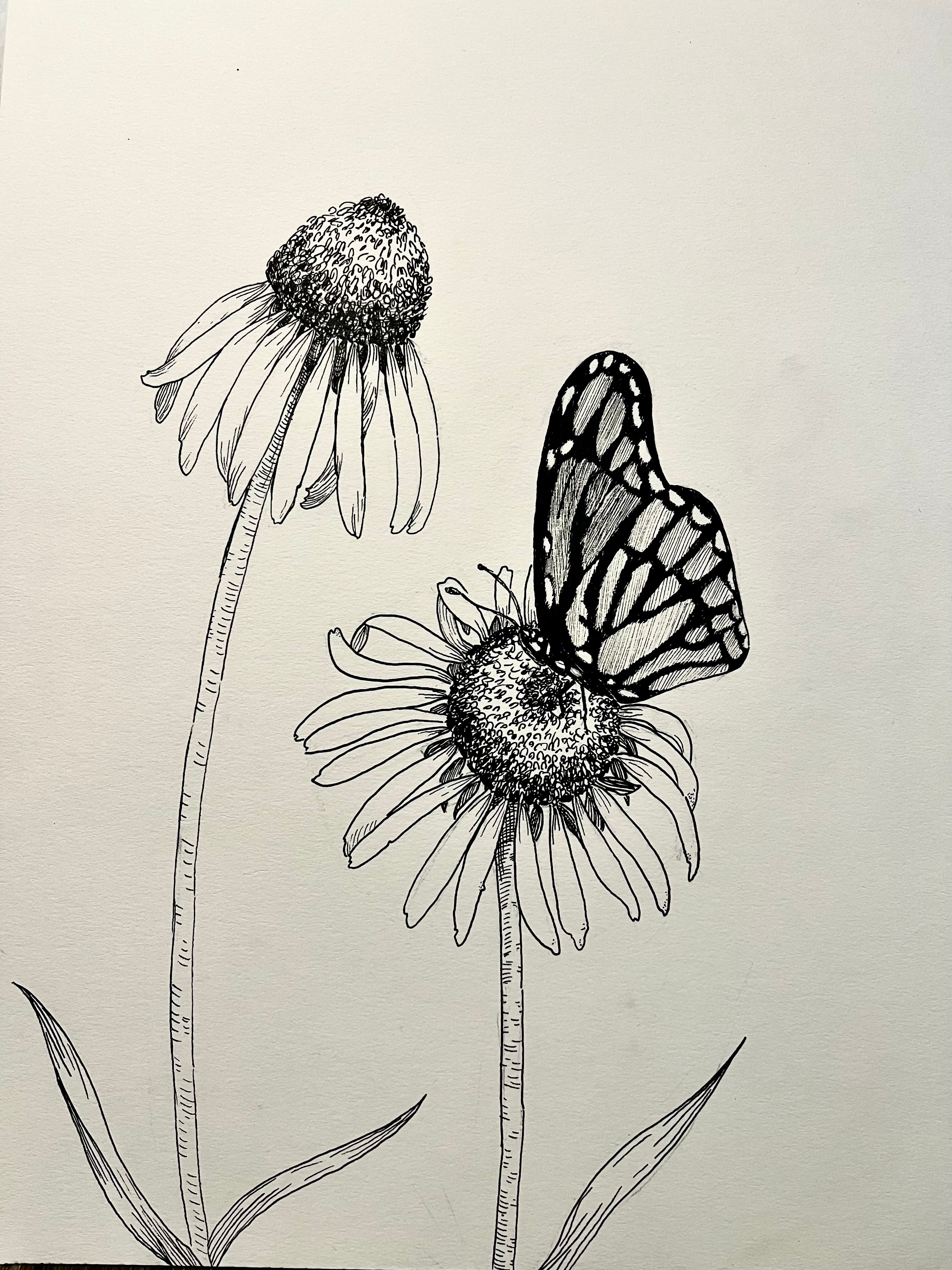 Drawing Butterflies and Coneflowers Workshop with Bailey Whittington - Saturday, August 15, 2026