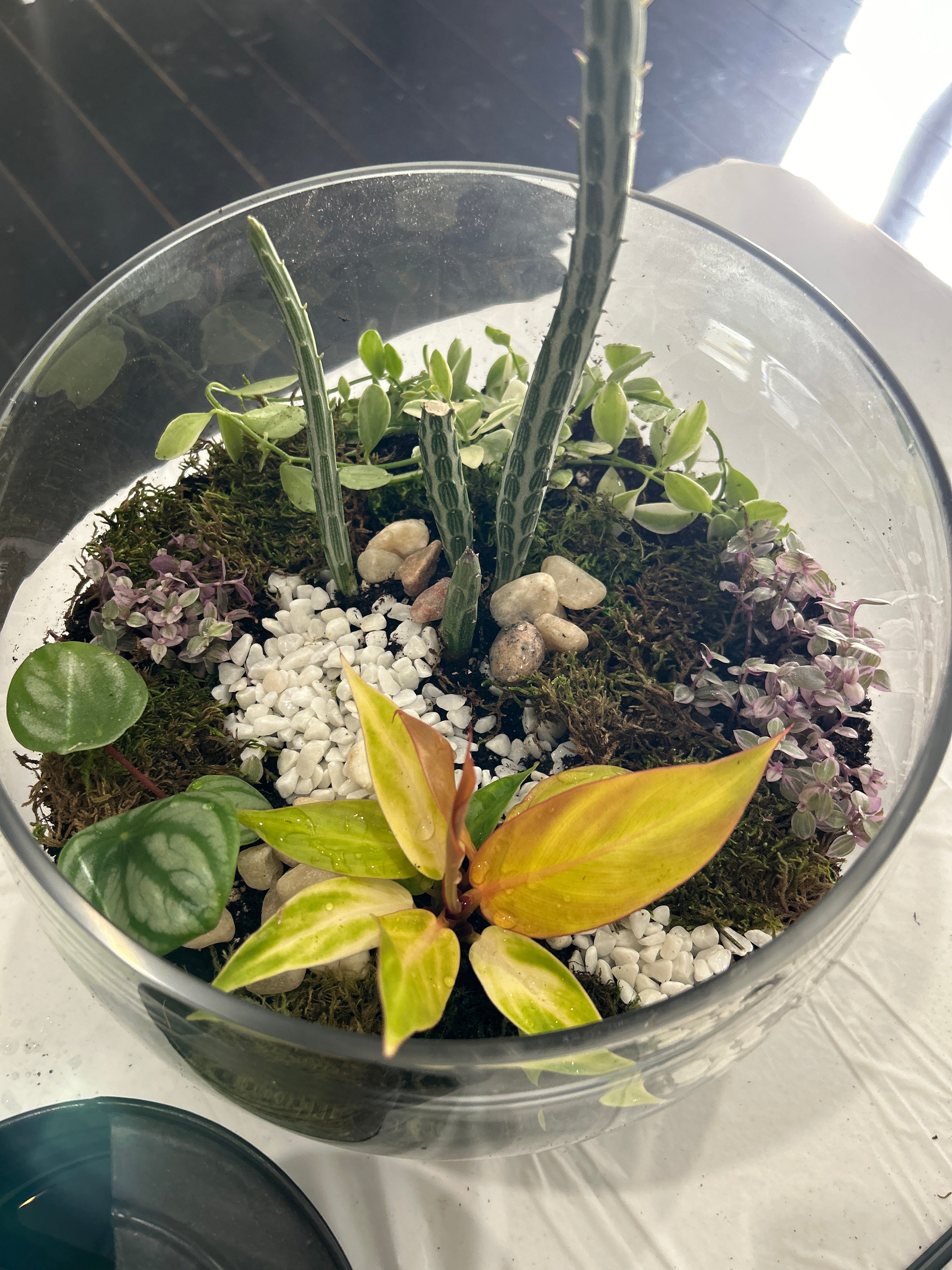 Brunch & Blooms Terrarium Workshop with Tracy Smith - Saturday, March 29, 2025