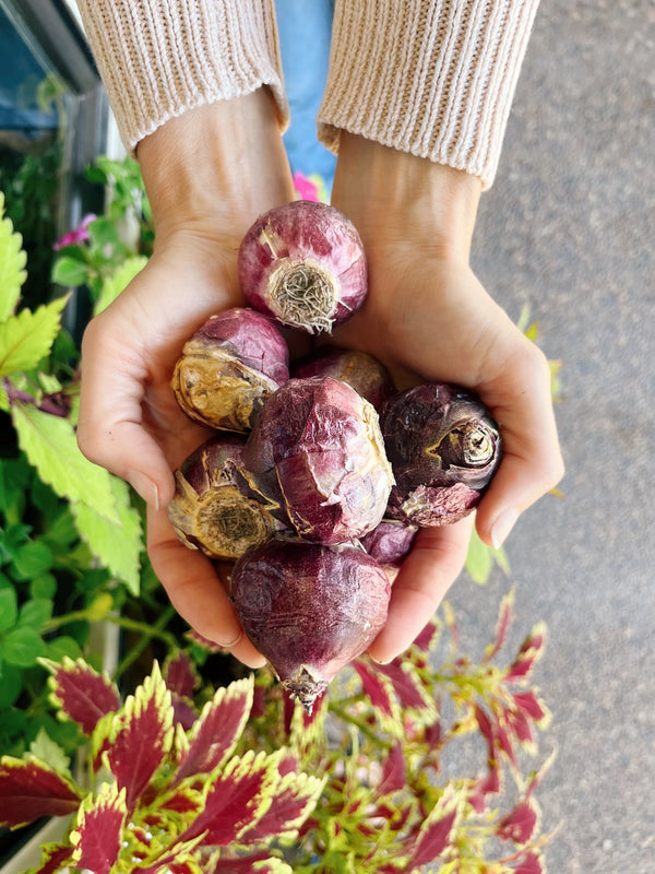 Forced Bulb Planting Workshop with Tracy of Long Row