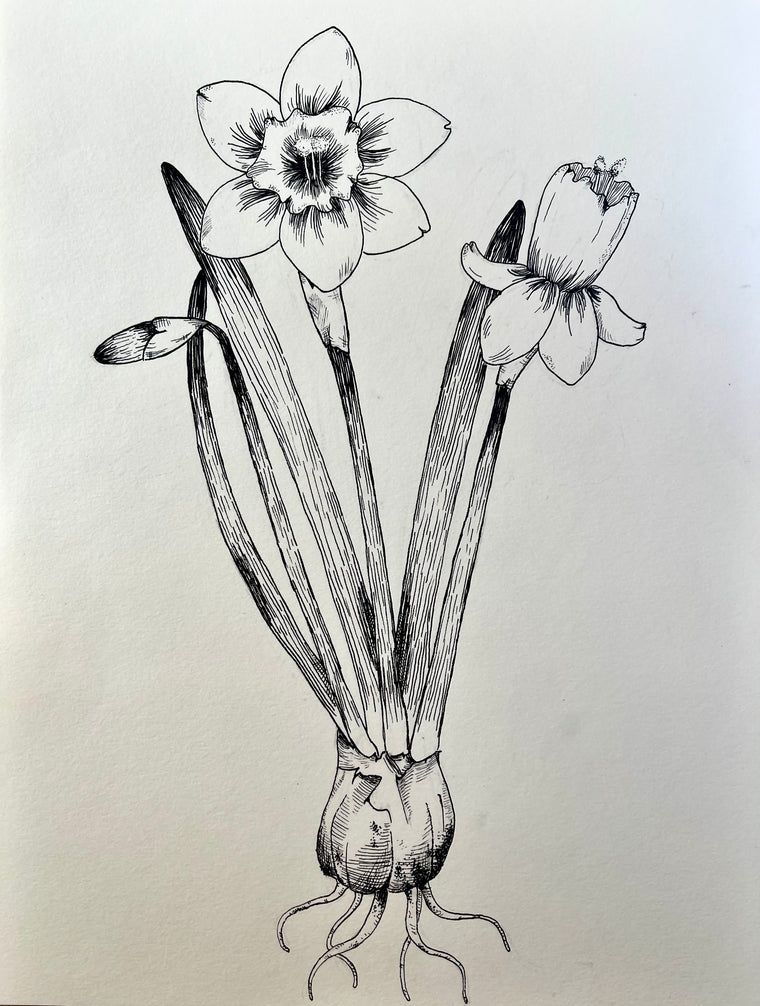 Sketching Daffodils with Bailey Whittington - Saturday, April 25, 2026