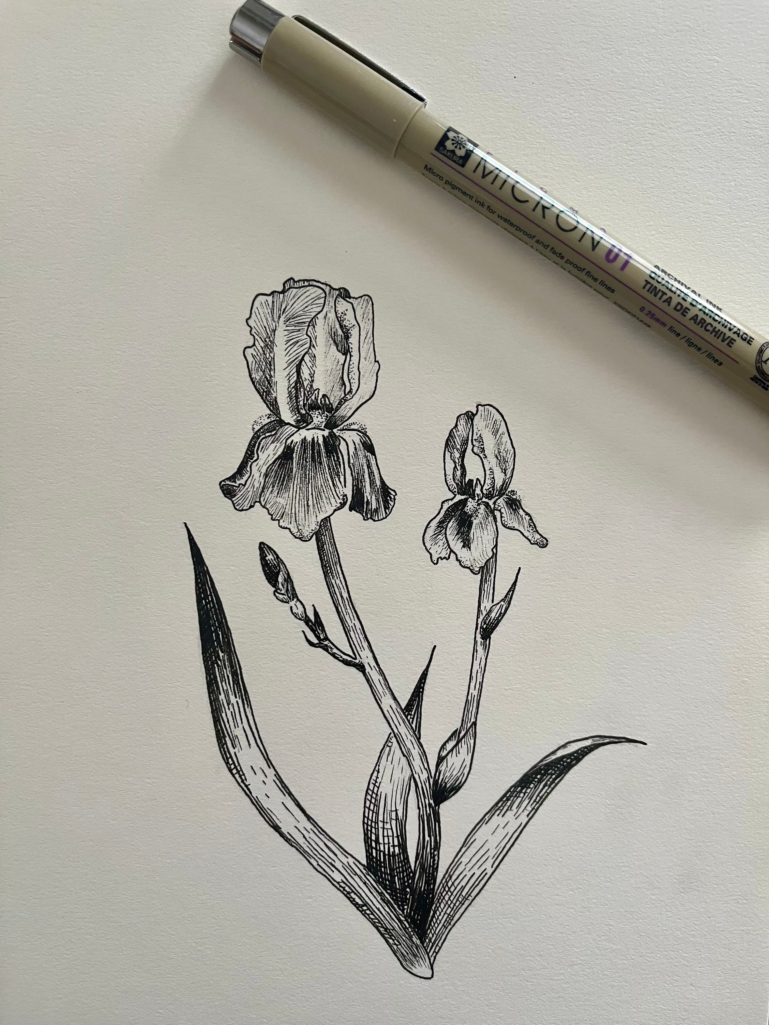 Botanical Sketching: The Basics of Sketching Workshop with Bailey Whittington - Saturday, April 26, 2025