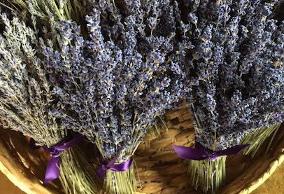 Dried English Lavender Vibrant Purple Bunches - Set of 2 – Lavender By The  Bay